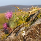Distel-Wappen-Schottland