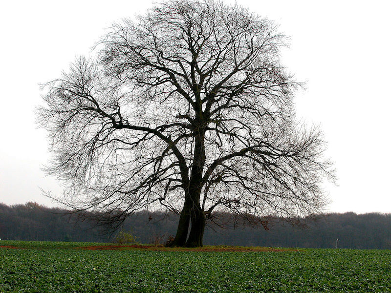 Bild 1 - Napoleonsbuche