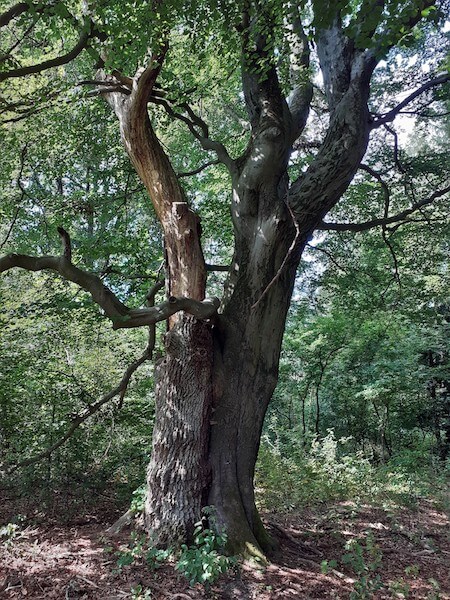Bild 2 - Buche und Eiche